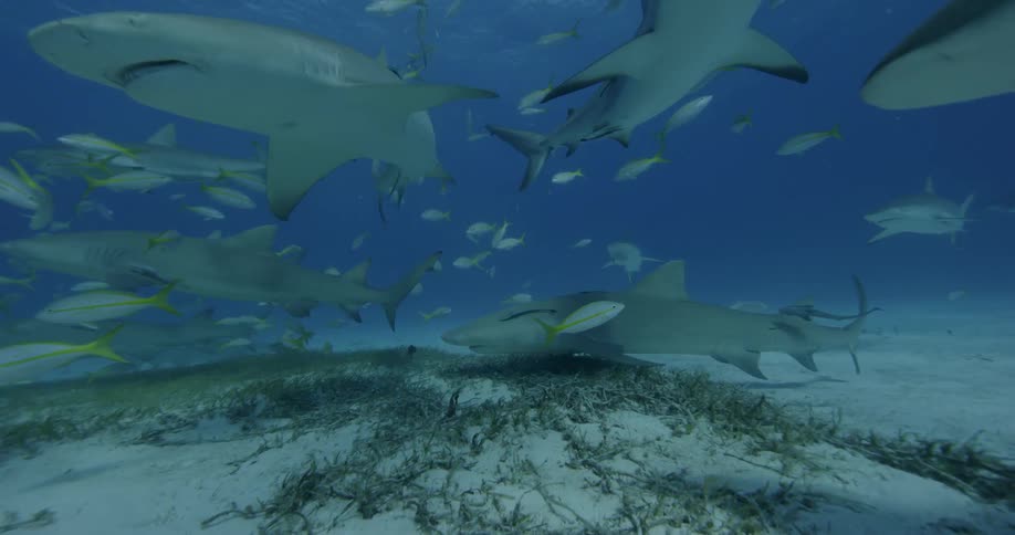 Sharks and fish swim near the ocean floor