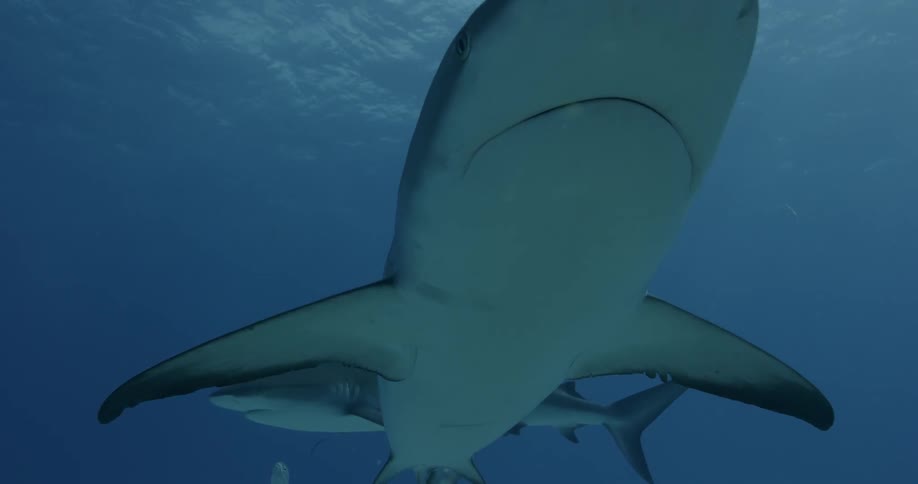 Sharks swimming together