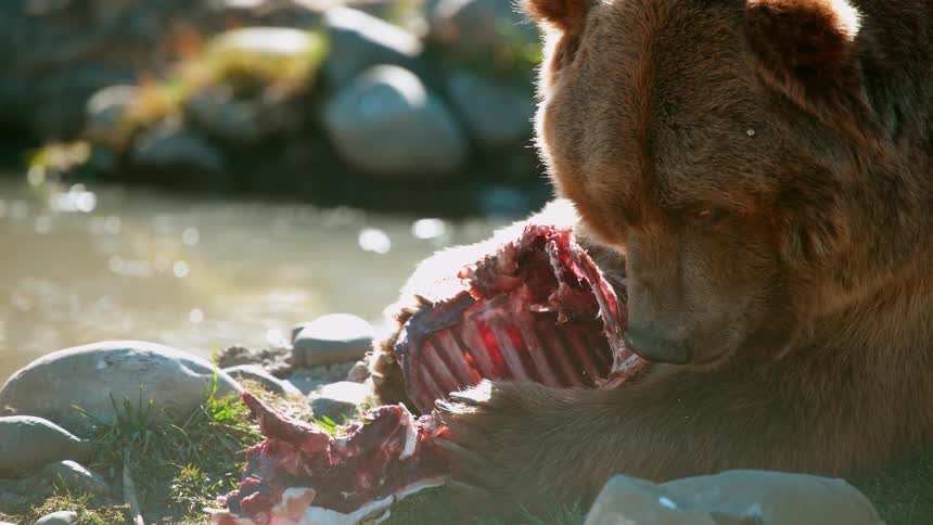 A bear is eating an animal carcass beside a river