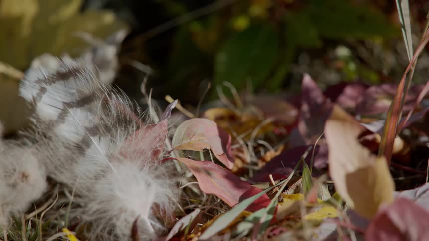 A feather lays near leaves on the ground