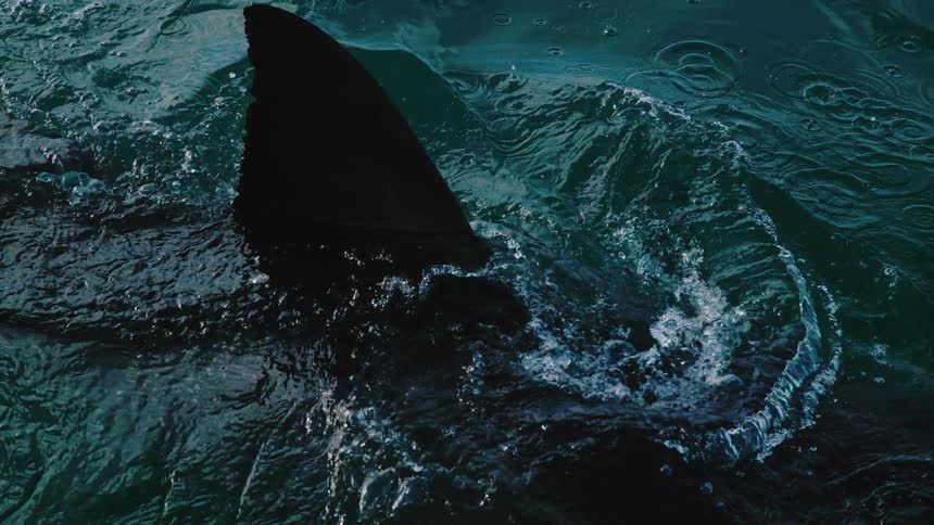 A shark swims at the ocean surface