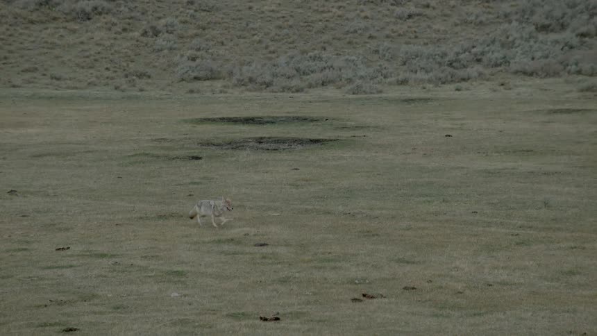 A coyote is trotting across an open field during the day