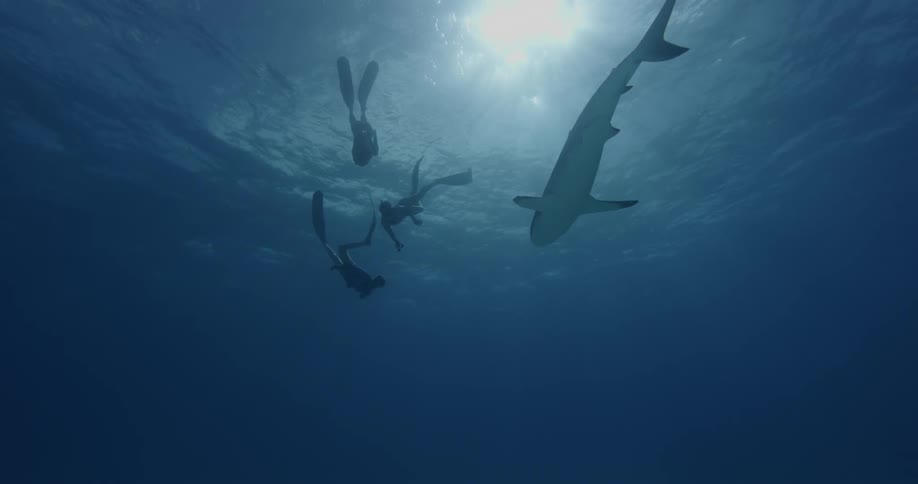Divers swim near sharks in the ocean