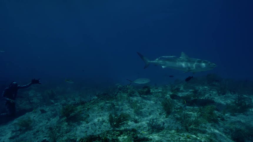 A diver films a shark in the ocean