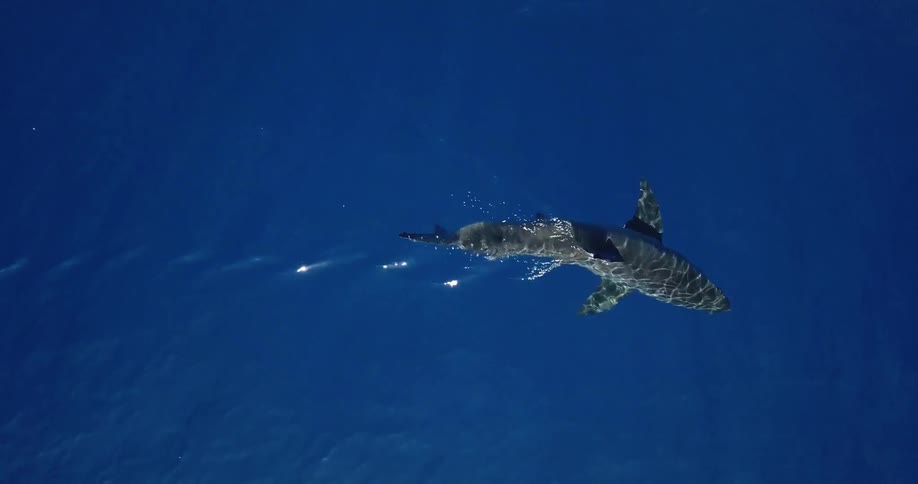 A shark swims in the blue ocean