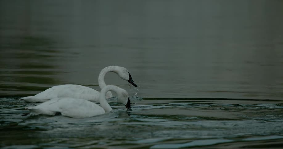 Swans float with their heads underwater