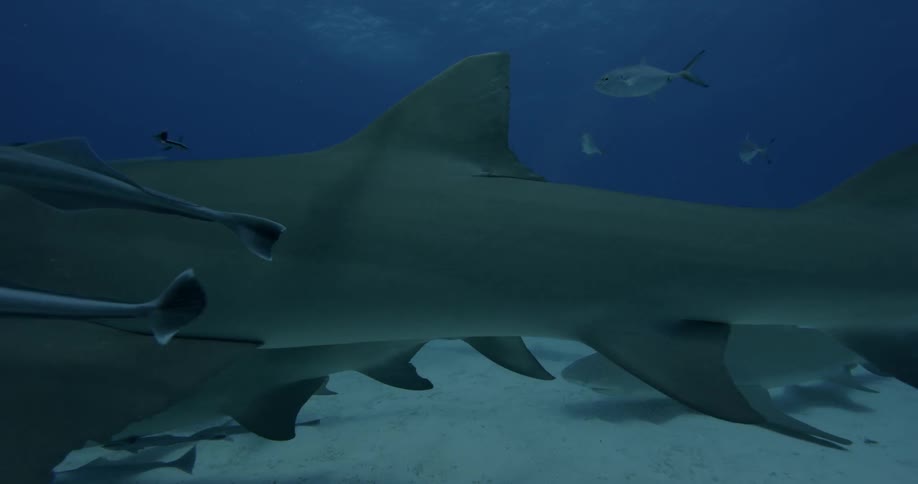 Sharks and fish swim near the ocean floor