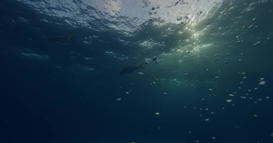 Fish swimming in the water on a sunny day
