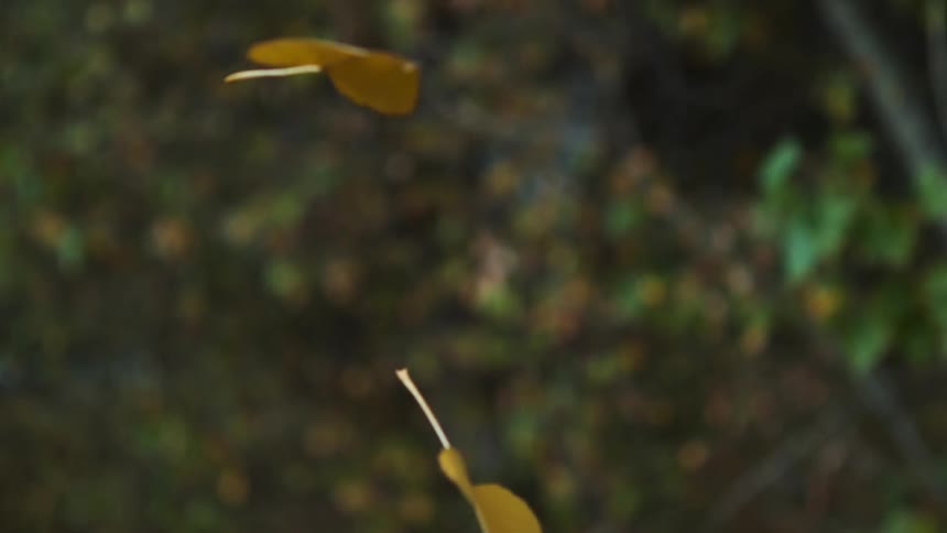 Leaves flutter to the ground in a forest