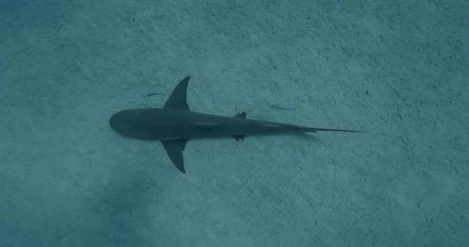 A shark hovers above the ocean floor