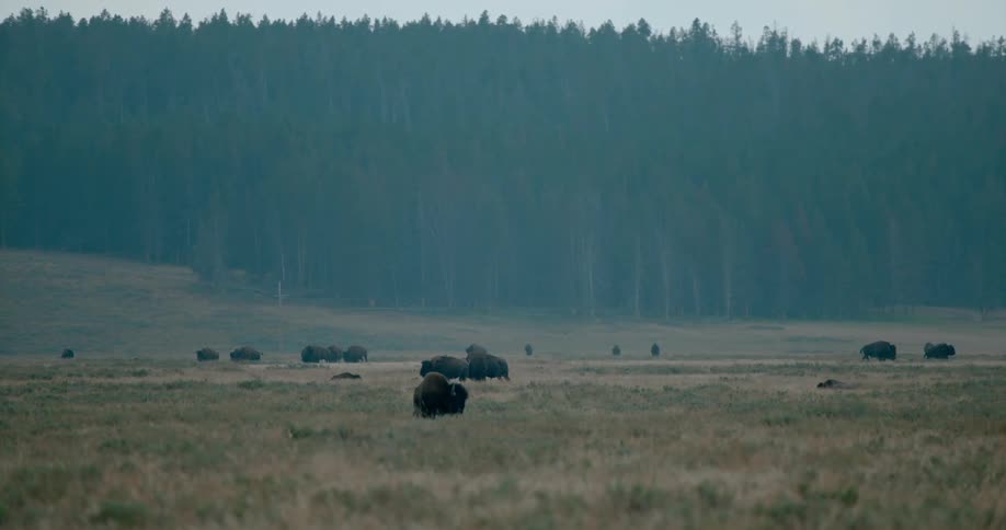 Buffaloes in a field near a forest