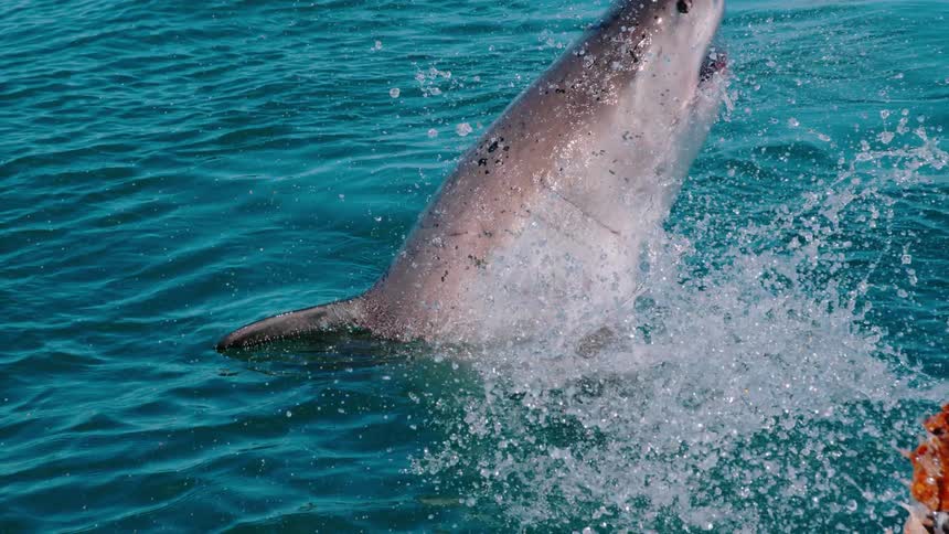 An open mouthed shark breaks the surface trying to catch bait