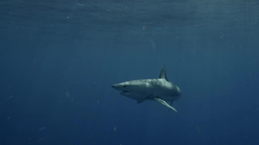 A shark swims near the surface