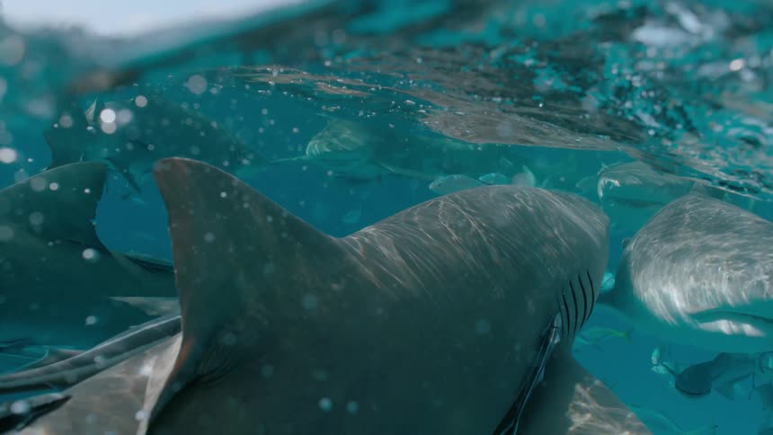 Sharks and fish swim at the ocean surface