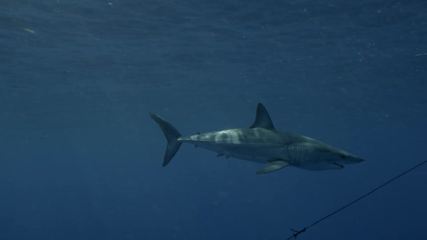 A shark swims past a line of rope in the ocean