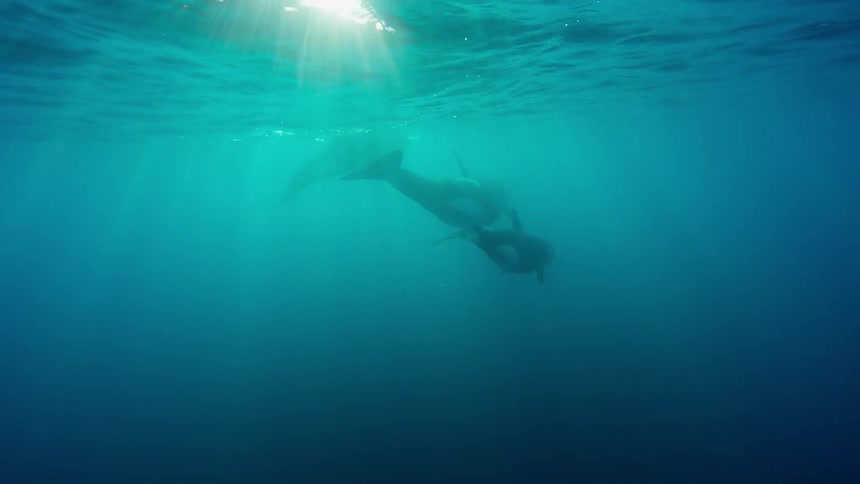 Sea life swims in murky water