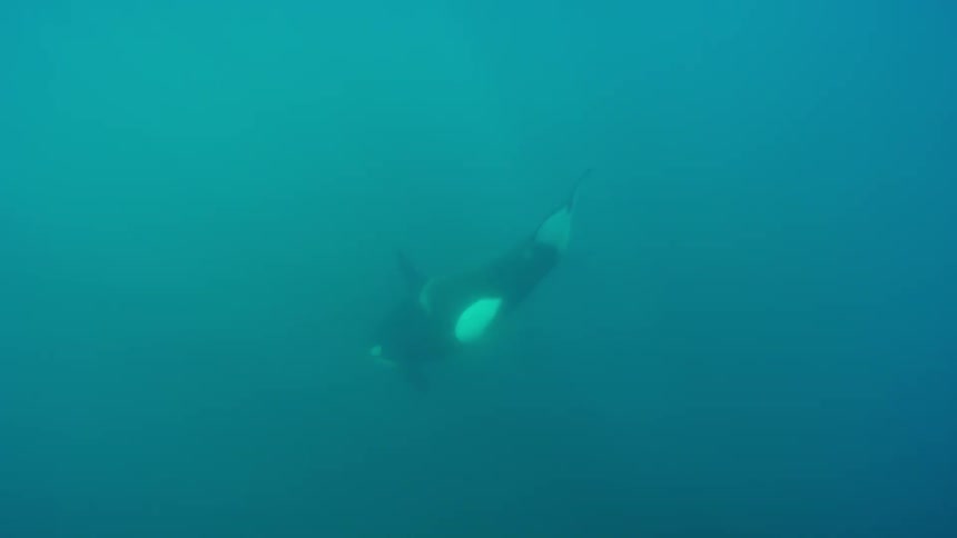 Large whale swims downwards into deep water