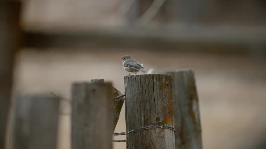 A bird perches on a fence post during the day