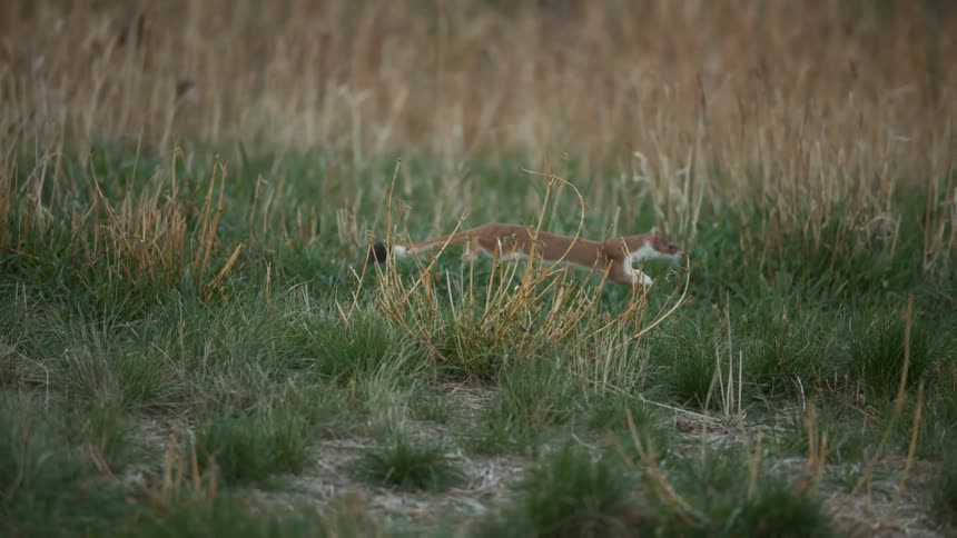 A wild animal jumps in a grassy field