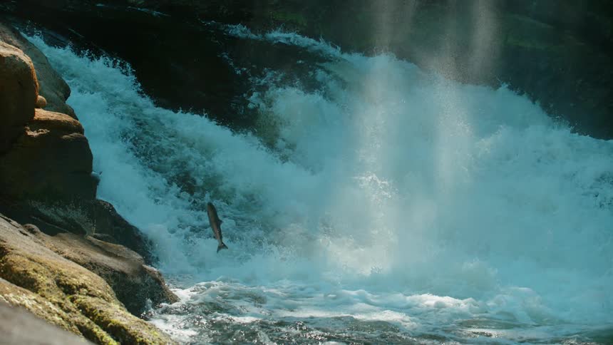 A fish jumps upstream near a gushing waterfall