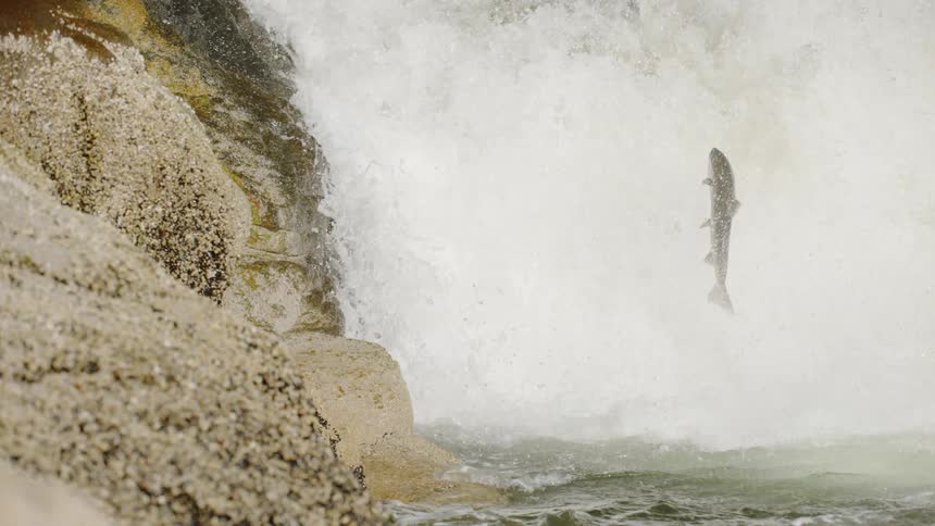 A fish jumps in a gushing river