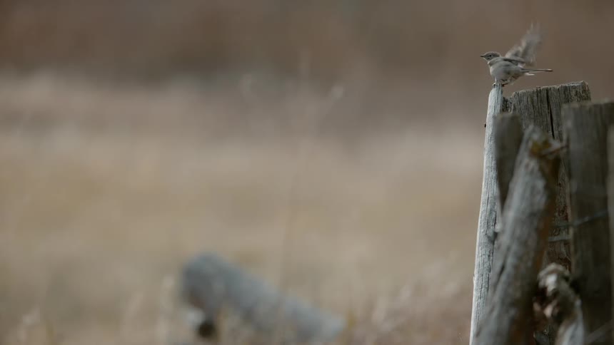 A bird perches on a fence post on a windy day