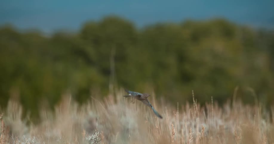 A bird flies in a grassy field on a sunny day