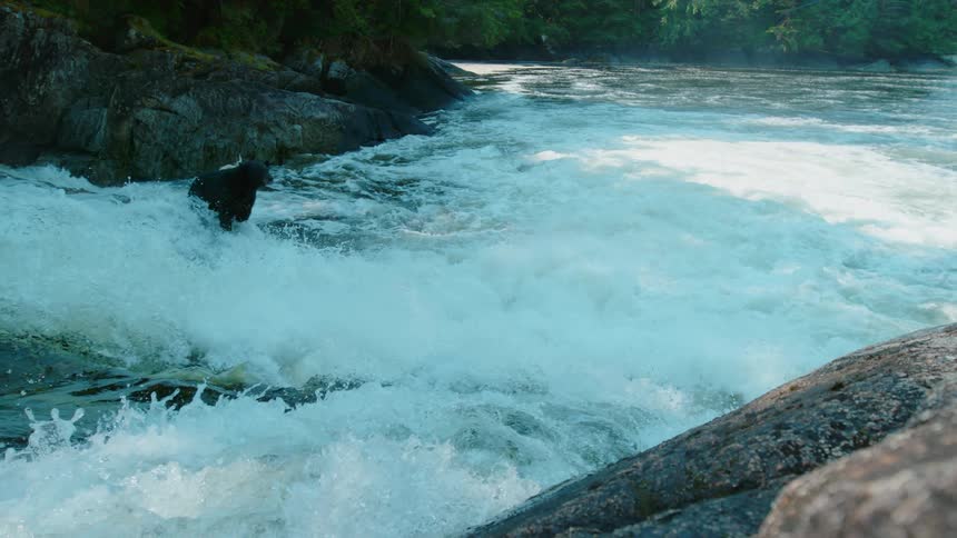 Bear in the middle of a rapidly moving stream
