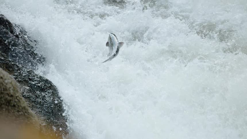 A fish jumps out of and up the rushing river