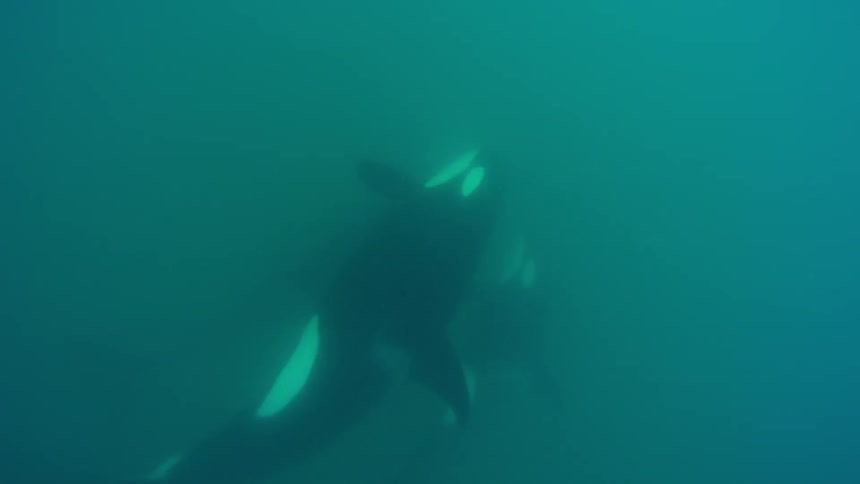 Two whales somersault in murky water