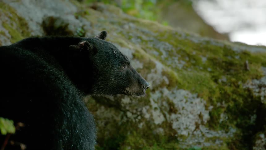 A bear stands in the wilderness