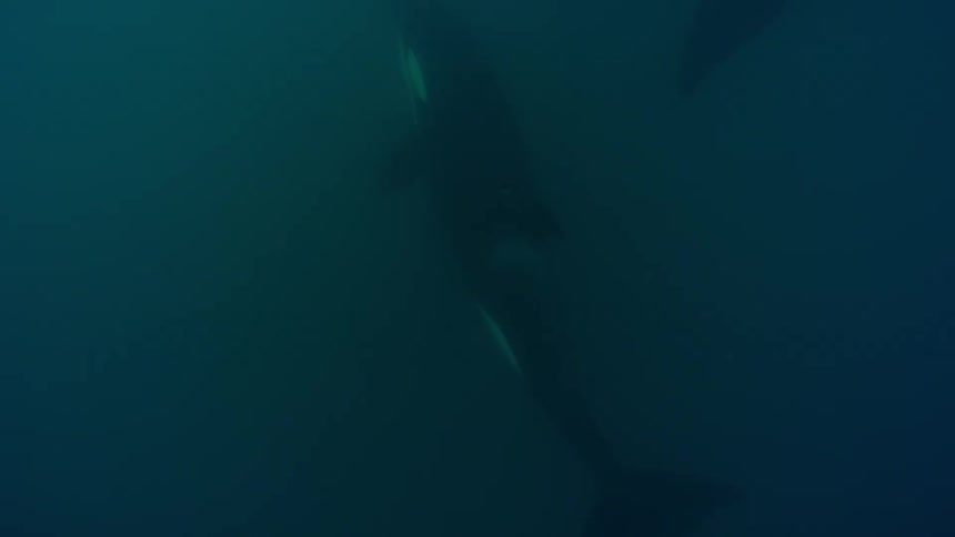 Whales floating in murky water