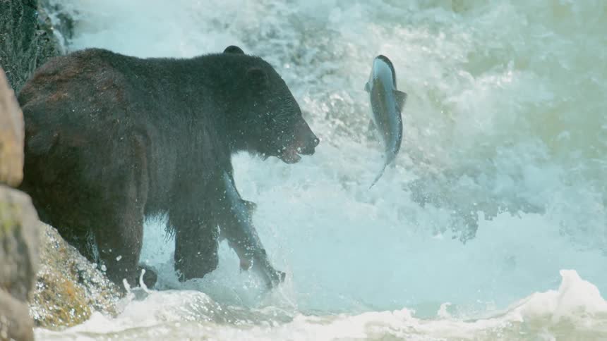 Bear standing at the edge of a river catches a fish