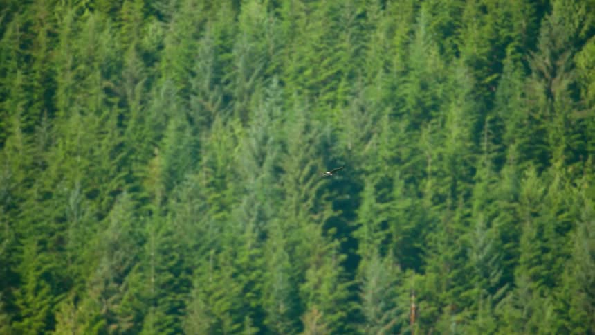 Bird soars over forest of trees
