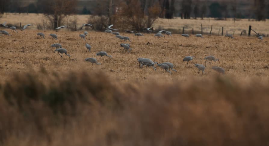 A flock of birds gather in a rural field