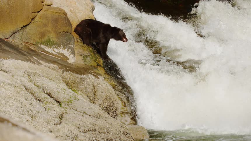 A bear shakes itself as it stands atop a waterfall in a river