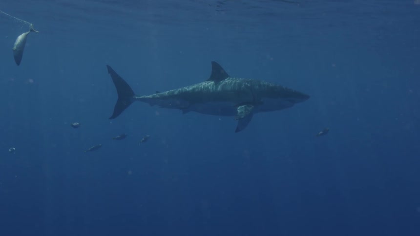 A great white shark swims with fish near the ocean surface