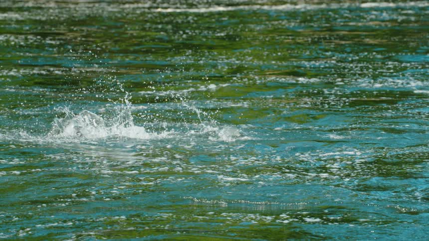 A fish jumps in a body of water