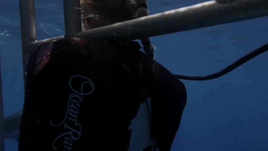 People watch a shark through an underwater cage