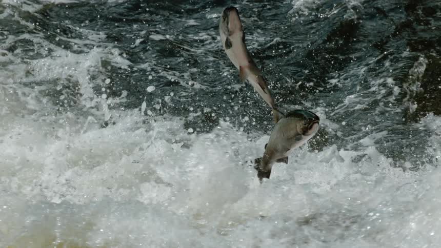 Fish jumps upstream in a quickly flowing river