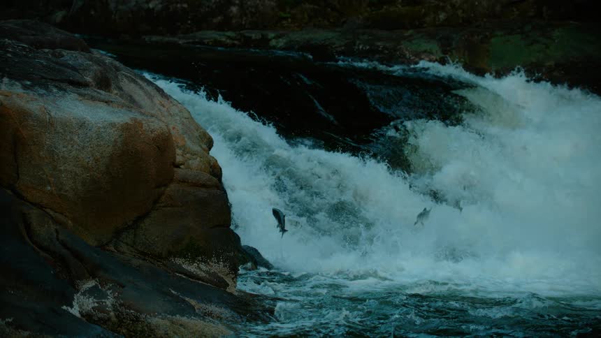 Fish jump in a gushing river