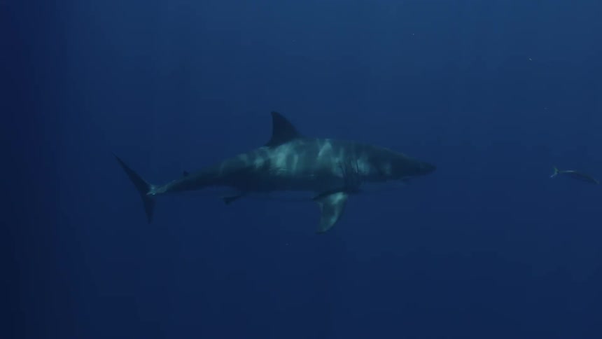A shark swimming around in the ocean