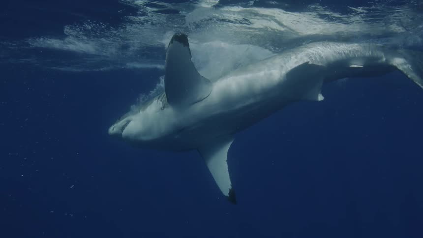 A shark swims toward and lunges at a piece of bait