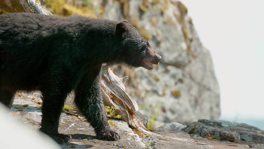 A bear is walking on a rock ledge during the day