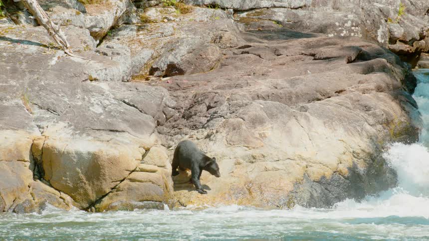A bear approaches a gushing river on a sunny day