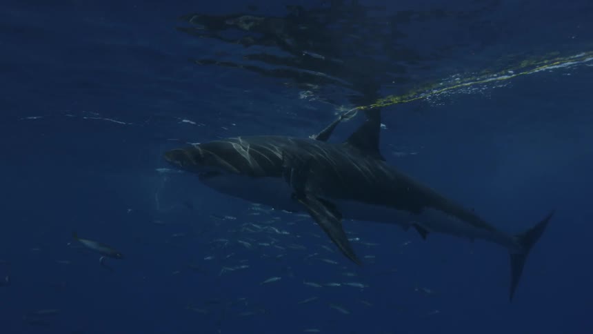 Shark tries to catch a fish in the ocean