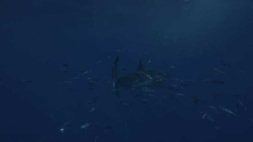 A shark swims in the ocean near a school of fish