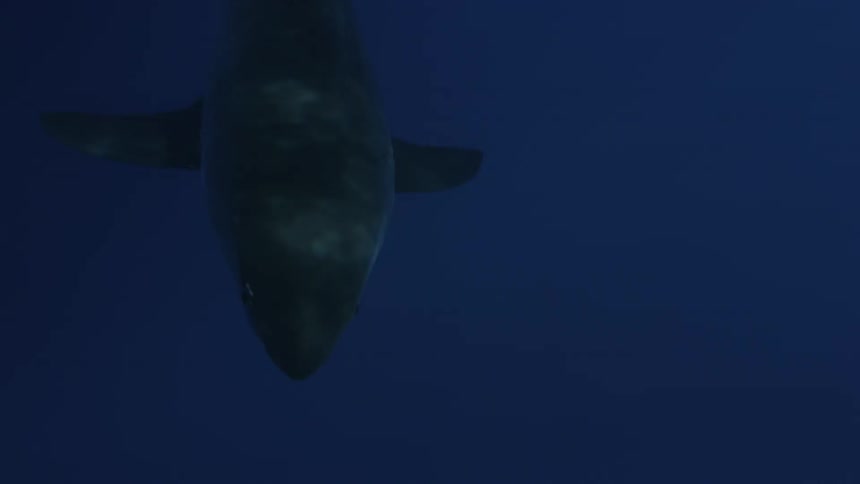 Shark swims in dark water