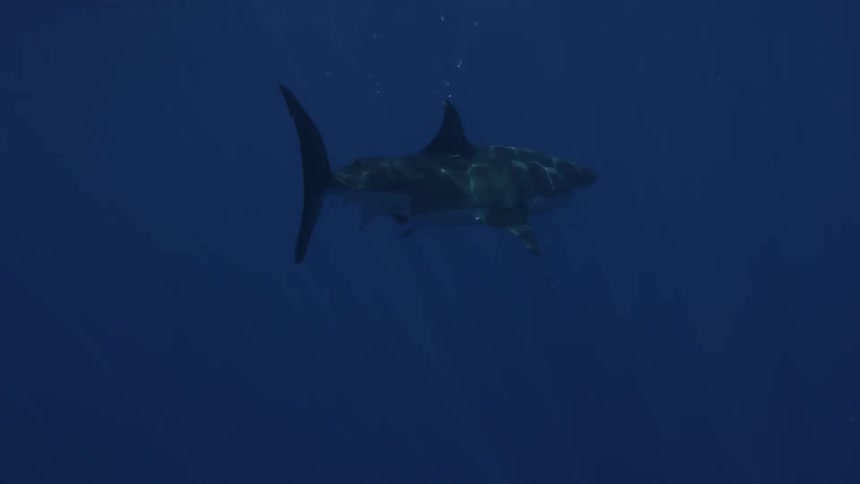 Shark swims in dark water