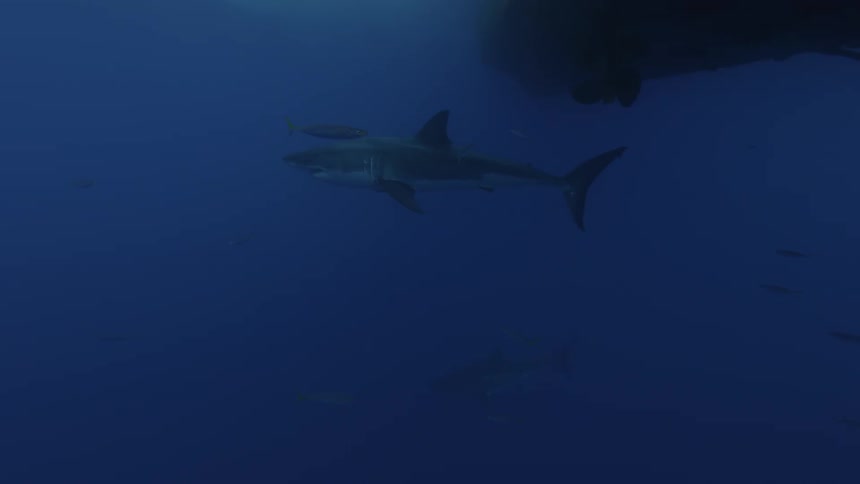 A shark and fish swim beneath a boat in the ocean